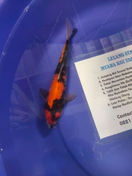 Lelang Koi Online, Jual Beli Ikan Koi, Pusat Jual Beli Koi, Info Lelang Koi Hari Ini, Platform Jual Beli Koi, Jual Beli Ikan Koi Online, Marketplace Ikan Koi, Jual Koi Terbaik, Tempat Beli Koi Berkualitas, Pasar Ikan Koi Online Terpercaya, Penjual Ikan Koi Terpercaya, Beli Koi Hias Online, Ikan Koi untuk Dijual, Koi Kualitas Terbaik, Toko Online Ikan Koi, Koi Hias Untuk Dijual, Jual Beli Ikan Koi Lokal, Koi Indonesia Online, Pusat Jual Beli Koi Terbesar