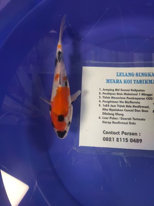 Lelang Koi Online, Jual Beli Ikan Koi, Pusat Jual Beli Koi, Info Lelang Koi Hari Ini, Platform Jual Beli Koi, Jual Beli Ikan Koi Online, Marketplace Ikan Koi, Jual Koi Terbaik, Tempat Beli Koi Berkualitas, Pasar Ikan Koi Online Terpercaya, Penjual Ikan Koi Terpercaya, Beli Koi Hias Online, Ikan Koi untuk Dijual, Koi Kualitas Terbaik, Toko Online Ikan Koi, Koi Hias Untuk Dijual, Jual Beli Ikan Koi Lokal, Koi Indonesia Online, Pusat Jual Beli Koi Terbesar