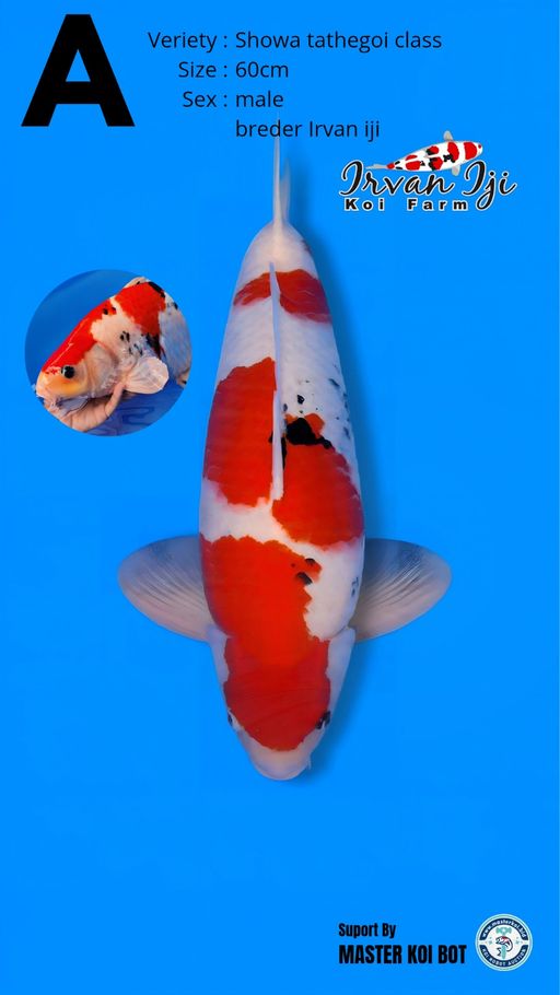 Lelang Koi Online, Jual Beli Ikan Koi, Pusat Jual Beli Koi, Info Lelang Koi Hari Ini, Platform Jual Beli Koi, Jual Beli Ikan Koi Online, Marketplace Ikan Koi, Jual Koi Terbaik, Tempat Beli Koi Berkualitas, Pasar Ikan Koi Online Terpercaya, Penjual Ikan Koi Terpercaya, Beli Koi Hias Online, Ikan Koi untuk Dijual, Koi Kualitas Terbaik, Toko Online Ikan Koi, Koi Hias Untuk Dijual, Jual Beli Ikan Koi Lokal, Koi Indonesia Online, Pusat Jual Beli Koi Terbesar