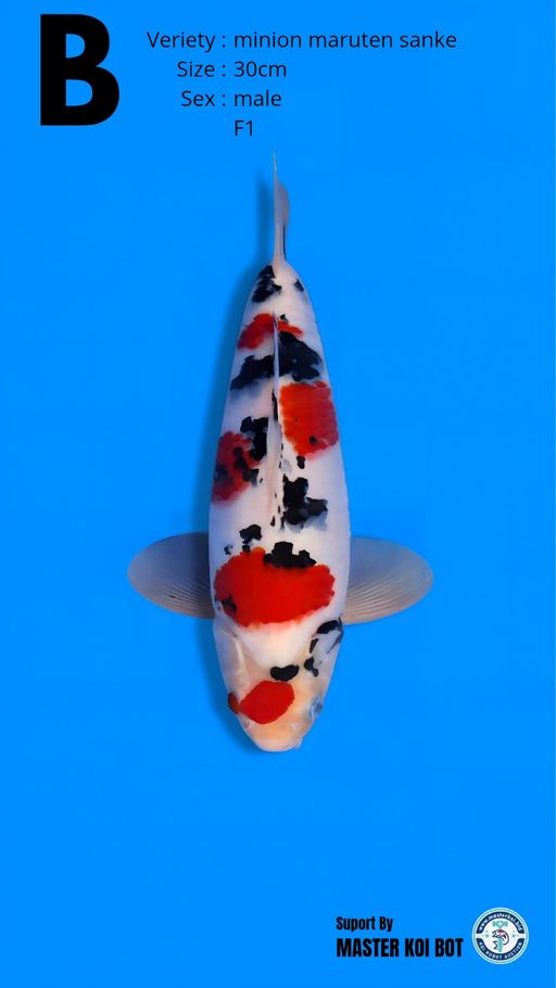 Lelang Koi Online, Jual Beli Ikan Koi, Pusat Jual Beli Koi, Info Lelang Koi Hari Ini, Platform Jual Beli Koi, Jual Beli Ikan Koi Online, Marketplace Ikan Koi, Jual Koi Terbaik, Tempat Beli Koi Berkualitas, Pasar Ikan Koi Online Terpercaya, Penjual Ikan Koi Terpercaya, Beli Koi Hias Online, Ikan Koi untuk Dijual, Koi Kualitas Terbaik, Toko Online Ikan Koi, Koi Hias Untuk Dijual, Jual Beli Ikan Koi Lokal, Koi Indonesia Online, Pusat Jual Beli Koi Terbesar