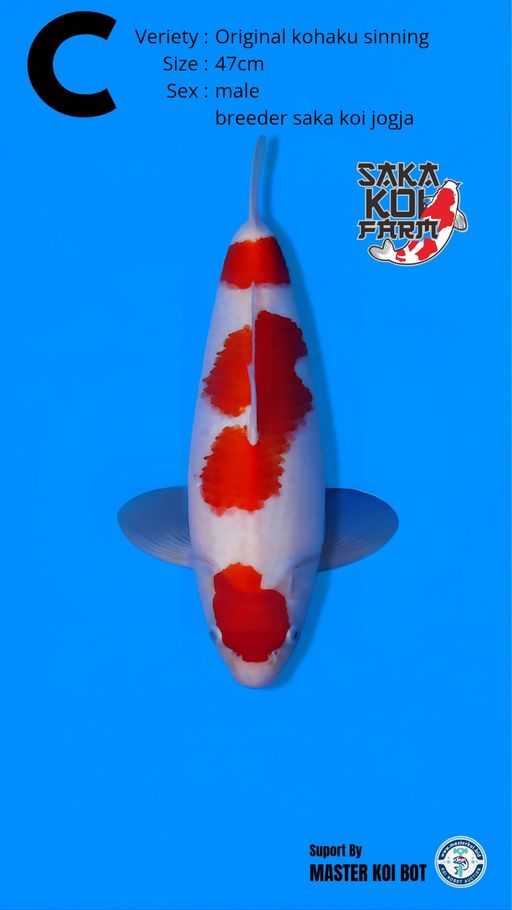 Lelang Koi Online, Jual Beli Ikan Koi, Pusat Jual Beli Koi, Info Lelang Koi Hari Ini, Platform Jual Beli Koi, Jual Beli Ikan Koi Online, Marketplace Ikan Koi, Jual Koi Terbaik, Tempat Beli Koi Berkualitas, Pasar Ikan Koi Online Terpercaya, Penjual Ikan Koi Terpercaya, Beli Koi Hias Online, Ikan Koi untuk Dijual, Koi Kualitas Terbaik, Toko Online Ikan Koi, Koi Hias Untuk Dijual, Jual Beli Ikan Koi Lokal, Koi Indonesia Online, Pusat Jual Beli Koi Terbesar
