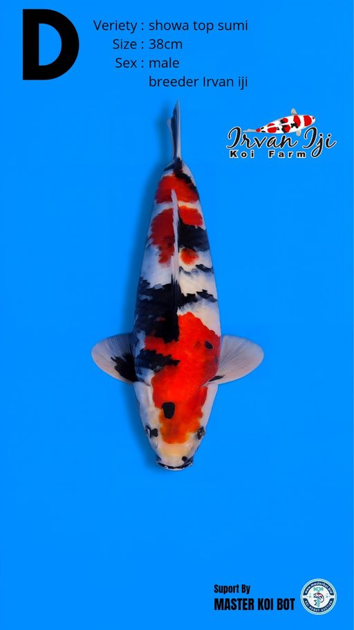 Lelang Koi Online, Jual Beli Ikan Koi, Pusat Jual Beli Koi, Info Lelang Koi Hari Ini, Platform Jual Beli Koi, Jual Beli Ikan Koi Online, Marketplace Ikan Koi, Jual Koi Terbaik, Tempat Beli Koi Berkualitas, Pasar Ikan Koi Online Terpercaya, Penjual Ikan Koi Terpercaya, Beli Koi Hias Online, Ikan Koi untuk Dijual, Koi Kualitas Terbaik, Toko Online Ikan Koi, Koi Hias Untuk Dijual, Jual Beli Ikan Koi Lokal, Koi Indonesia Online, Pusat Jual Beli Koi Terbesar