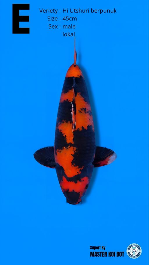 Lelang Koi Online, Jual Beli Ikan Koi, Pusat Jual Beli Koi, Info Lelang Koi Hari Ini, Platform Jual Beli Koi, Jual Beli Ikan Koi Online, Marketplace Ikan Koi, Jual Koi Terbaik, Tempat Beli Koi Berkualitas, Pasar Ikan Koi Online Terpercaya, Penjual Ikan Koi Terpercaya, Beli Koi Hias Online, Ikan Koi untuk Dijual, Koi Kualitas Terbaik, Toko Online Ikan Koi, Koi Hias Untuk Dijual, Jual Beli Ikan Koi Lokal, Koi Indonesia Online, Pusat Jual Beli Koi Terbesar