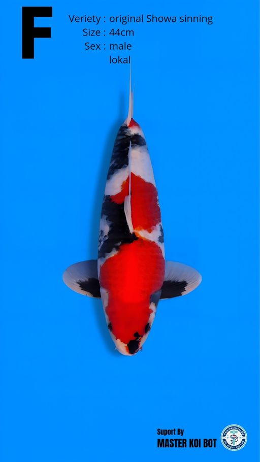Lelang Koi Online, Jual Beli Ikan Koi, Pusat Jual Beli Koi, Info Lelang Koi Hari Ini, Platform Jual Beli Koi, Jual Beli Ikan Koi Online, Marketplace Ikan Koi, Jual Koi Terbaik, Tempat Beli Koi Berkualitas, Pasar Ikan Koi Online Terpercaya, Penjual Ikan Koi Terpercaya, Beli Koi Hias Online, Ikan Koi untuk Dijual, Koi Kualitas Terbaik, Toko Online Ikan Koi, Koi Hias Untuk Dijual, Jual Beli Ikan Koi Lokal, Koi Indonesia Online, Pusat Jual Beli Koi Terbesar