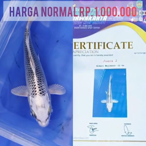 Lelang Koi Online, Jual Beli Ikan Koi, Pusat Jual Beli Koi, Info Lelang Koi Hari Ini, Platform Jual Beli Koi, Jual Beli Ikan Koi Online, Marketplace Ikan Koi, Jual Koi Terbaik, Tempat Beli Koi Berkualitas, Pasar Ikan Koi Online Terpercaya, Penjual Ikan Koi Terpercaya, Beli Koi Hias Online, Ikan Koi untuk Dijual, Koi Kualitas Terbaik, Toko Online Ikan Koi, Koi Hias Untuk Dijual, Jual Beli Ikan Koi Lokal, Koi Indonesia Online, Pusat Jual Beli Koi Terbesar