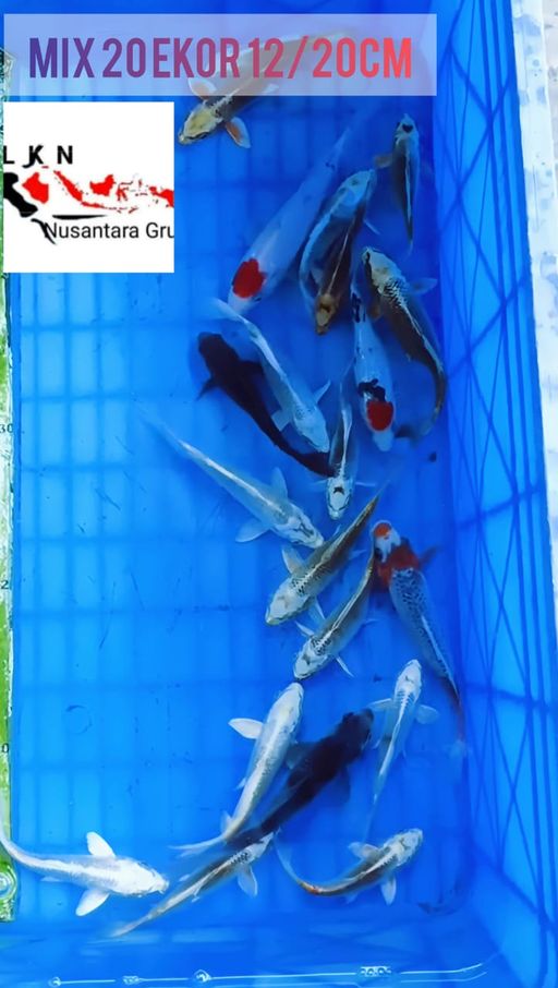 Lelang Koi Online, Jual Beli Ikan Koi, Pusat Jual Beli Koi, Info Lelang Koi Hari Ini, Platform Jual Beli Koi, Jual Beli Ikan Koi Online, Marketplace Ikan Koi, Jual Koi Terbaik, Tempat Beli Koi Berkualitas, Pasar Ikan Koi Online Terpercaya, Penjual Ikan Koi Terpercaya, Beli Koi Hias Online, Ikan Koi untuk Dijual, Koi Kualitas Terbaik, Toko Online Ikan Koi, Koi Hias Untuk Dijual, Jual Beli Ikan Koi Lokal, Koi Indonesia Online, Pusat Jual Beli Koi Terbesar