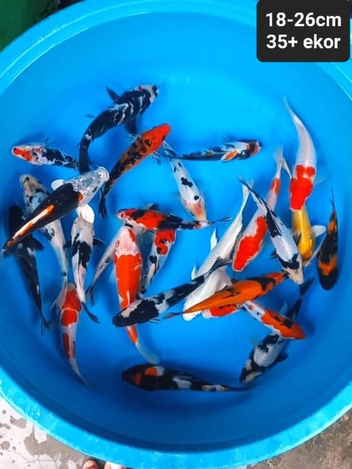 Lelang Koi Online, Jual Beli Ikan Koi, Pusat Jual Beli Koi, Info Lelang Koi Hari Ini, Platform Jual Beli Koi, Jual Beli Ikan Koi Online, Marketplace Ikan Koi, Jual Koi Terbaik, Tempat Beli Koi Berkualitas, Pasar Ikan Koi Online Terpercaya, Penjual Ikan Koi Terpercaya, Beli Koi Hias Online, Ikan Koi untuk Dijual, Koi Kualitas Terbaik, Toko Online Ikan Koi, Koi Hias Untuk Dijual, Jual Beli Ikan Koi Lokal, Koi Indonesia Online, Pusat Jual Beli Koi Terbesar