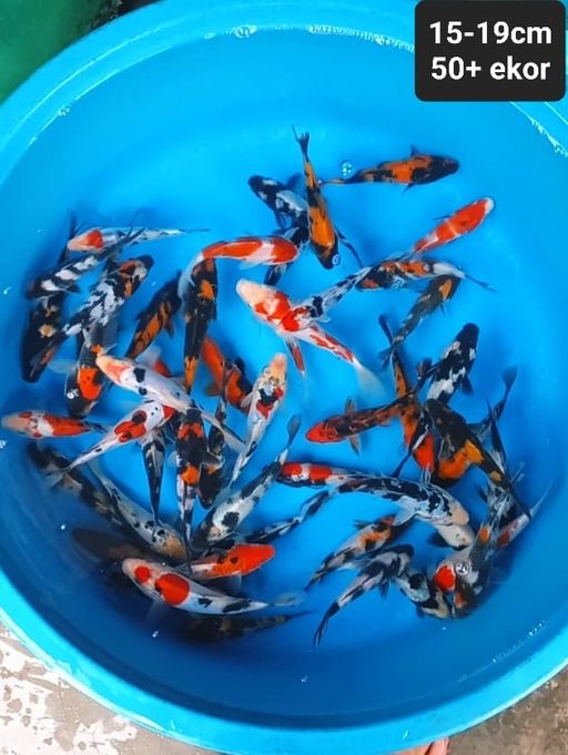 Lelang Koi Online, Jual Beli Ikan Koi, Pusat Jual Beli Koi, Info Lelang Koi Hari Ini, Platform Jual Beli Koi, Jual Beli Ikan Koi Online, Marketplace Ikan Koi, Jual Koi Terbaik, Tempat Beli Koi Berkualitas, Pasar Ikan Koi Online Terpercaya, Penjual Ikan Koi Terpercaya, Beli Koi Hias Online, Ikan Koi untuk Dijual, Koi Kualitas Terbaik, Toko Online Ikan Koi, Koi Hias Untuk Dijual, Jual Beli Ikan Koi Lokal, Koi Indonesia Online, Pusat Jual Beli Koi Terbesar