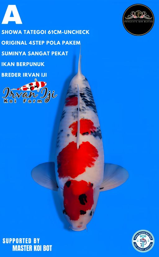 Lelang Koi Online, Jual Beli Ikan Koi, Pusat Jual Beli Koi, Info Lelang Koi Hari Ini, Platform Jual Beli Koi, Jual Beli Ikan Koi Online, Marketplace Ikan Koi, Jual Koi Terbaik, Tempat Beli Koi Berkualitas, Pasar Ikan Koi Online Terpercaya, Penjual Ikan Koi Terpercaya, Beli Koi Hias Online, Ikan Koi untuk Dijual, Koi Kualitas Terbaik, Toko Online Ikan Koi, Koi Hias Untuk Dijual, Jual Beli Ikan Koi Lokal, Koi Indonesia Online, Pusat Jual Beli Koi Terbesar