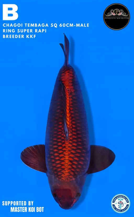 Lelang Koi Online, Jual Beli Ikan Koi, Pusat Jual Beli Koi, Info Lelang Koi Hari Ini, Platform Jual Beli Koi, Jual Beli Ikan Koi Online, Marketplace Ikan Koi, Jual Koi Terbaik, Tempat Beli Koi Berkualitas, Pasar Ikan Koi Online Terpercaya, Penjual Ikan Koi Terpercaya, Beli Koi Hias Online, Ikan Koi untuk Dijual, Koi Kualitas Terbaik, Toko Online Ikan Koi, Koi Hias Untuk Dijual, Jual Beli Ikan Koi Lokal, Koi Indonesia Online, Pusat Jual Beli Koi Terbesar