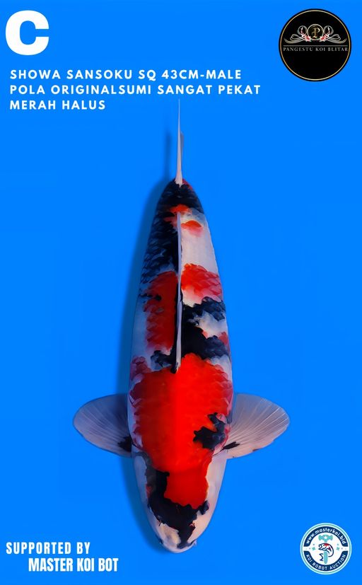 Lelang Koi Online, Jual Beli Ikan Koi, Pusat Jual Beli Koi, Info Lelang Koi Hari Ini, Platform Jual Beli Koi, Jual Beli Ikan Koi Online, Marketplace Ikan Koi, Jual Koi Terbaik, Tempat Beli Koi Berkualitas, Pasar Ikan Koi Online Terpercaya, Penjual Ikan Koi Terpercaya, Beli Koi Hias Online, Ikan Koi untuk Dijual, Koi Kualitas Terbaik, Toko Online Ikan Koi, Koi Hias Untuk Dijual, Jual Beli Ikan Koi Lokal, Koi Indonesia Online, Pusat Jual Beli Koi Terbesar
