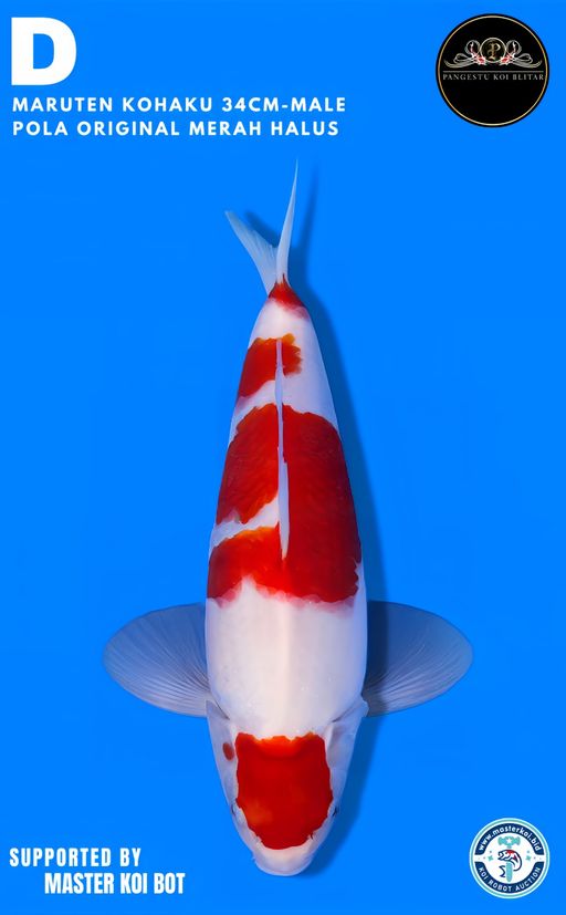 Lelang Koi Online, Jual Beli Ikan Koi, Pusat Jual Beli Koi, Info Lelang Koi Hari Ini, Platform Jual Beli Koi, Jual Beli Ikan Koi Online, Marketplace Ikan Koi, Jual Koi Terbaik, Tempat Beli Koi Berkualitas, Pasar Ikan Koi Online Terpercaya, Penjual Ikan Koi Terpercaya, Beli Koi Hias Online, Ikan Koi untuk Dijual, Koi Kualitas Terbaik, Toko Online Ikan Koi, Koi Hias Untuk Dijual, Jual Beli Ikan Koi Lokal, Koi Indonesia Online, Pusat Jual Beli Koi Terbesar