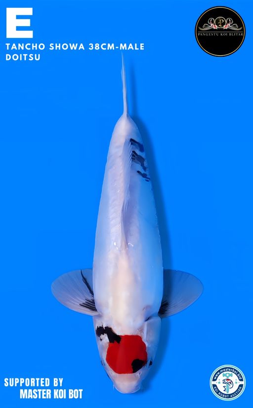 Lelang Koi Online, Jual Beli Ikan Koi, Pusat Jual Beli Koi, Info Lelang Koi Hari Ini, Platform Jual Beli Koi, Jual Beli Ikan Koi Online, Marketplace Ikan Koi, Jual Koi Terbaik, Tempat Beli Koi Berkualitas, Pasar Ikan Koi Online Terpercaya, Penjual Ikan Koi Terpercaya, Beli Koi Hias Online, Ikan Koi untuk Dijual, Koi Kualitas Terbaik, Toko Online Ikan Koi, Koi Hias Untuk Dijual, Jual Beli Ikan Koi Lokal, Koi Indonesia Online, Pusat Jual Beli Koi Terbesar
