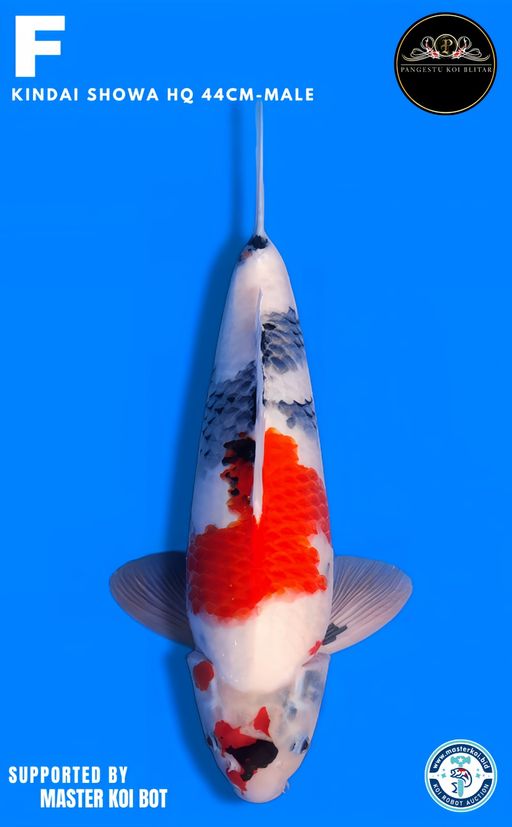 Lelang Koi Online, Jual Beli Ikan Koi, Pusat Jual Beli Koi, Info Lelang Koi Hari Ini, Platform Jual Beli Koi, Jual Beli Ikan Koi Online, Marketplace Ikan Koi, Jual Koi Terbaik, Tempat Beli Koi Berkualitas, Pasar Ikan Koi Online Terpercaya, Penjual Ikan Koi Terpercaya, Beli Koi Hias Online, Ikan Koi untuk Dijual, Koi Kualitas Terbaik, Toko Online Ikan Koi, Koi Hias Untuk Dijual, Jual Beli Ikan Koi Lokal, Koi Indonesia Online, Pusat Jual Beli Koi Terbesar
