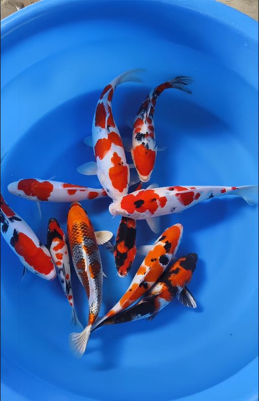 Lelang Koi Online, Jual Beli Ikan Koi, Pusat Jual Beli Koi, Info Lelang Koi Hari Ini, Platform Jual Beli Koi, Jual Beli Ikan Koi Online, Marketplace Ikan Koi, Jual Koi Terbaik, Tempat Beli Koi Berkualitas, Pasar Ikan Koi Online Terpercaya, Penjual Ikan Koi Terpercaya, Beli Koi Hias Online, Ikan Koi untuk Dijual, Koi Kualitas Terbaik, Toko Online Ikan Koi, Koi Hias Untuk Dijual, Jual Beli Ikan Koi Lokal, Koi Indonesia Online, Pusat Jual Beli Koi Terbesar