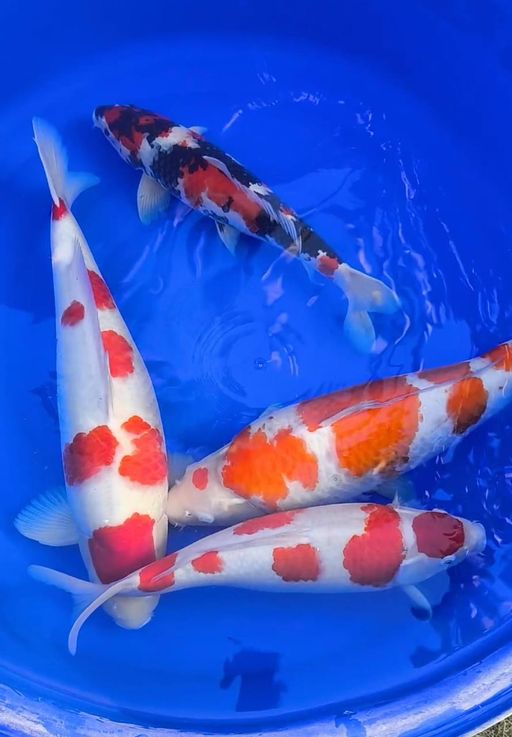 Lelang Koi Online, Jual Beli Ikan Koi, Pusat Jual Beli Koi, Info Lelang Koi Hari Ini, Platform Jual Beli Koi, Jual Beli Ikan Koi Online, Marketplace Ikan Koi, Jual Koi Terbaik, Tempat Beli Koi Berkualitas, Pasar Ikan Koi Online Terpercaya, Penjual Ikan Koi Terpercaya, Beli Koi Hias Online, Ikan Koi untuk Dijual, Koi Kualitas Terbaik, Toko Online Ikan Koi, Koi Hias Untuk Dijual, Jual Beli Ikan Koi Lokal, Koi Indonesia Online, Pusat Jual Beli Koi Terbesar
