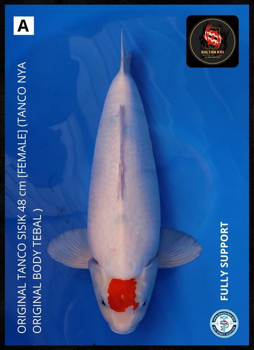 Lelang Koi Online, Jual Beli Ikan Koi, Pusat Jual Beli Koi, Info Lelang Koi Hari Ini, Platform Jual Beli Koi, Jual Beli Ikan Koi Online, Marketplace Ikan Koi, Jual Koi Terbaik, Tempat Beli Koi Berkualitas, Pasar Ikan Koi Online Terpercaya, Penjual Ikan Koi Terpercaya, Beli Koi Hias Online, Ikan Koi untuk Dijual, Koi Kualitas Terbaik, Toko Online Ikan Koi, Koi Hias Untuk Dijual, Jual Beli Ikan Koi Lokal, Koi Indonesia Online, Pusat Jual Beli Koi Terbesar