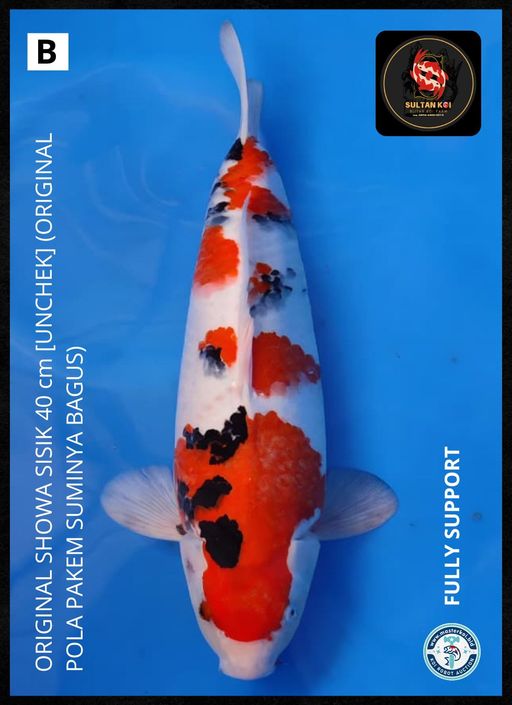 Lelang Koi Online, Jual Beli Ikan Koi, Pusat Jual Beli Koi, Info Lelang Koi Hari Ini, Platform Jual Beli Koi, Jual Beli Ikan Koi Online, Marketplace Ikan Koi, Jual Koi Terbaik, Tempat Beli Koi Berkualitas, Pasar Ikan Koi Online Terpercaya, Penjual Ikan Koi Terpercaya, Beli Koi Hias Online, Ikan Koi untuk Dijual, Koi Kualitas Terbaik, Toko Online Ikan Koi, Koi Hias Untuk Dijual, Jual Beli Ikan Koi Lokal, Koi Indonesia Online, Pusat Jual Beli Koi Terbesar