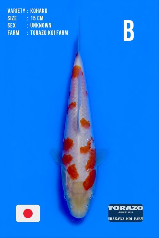 Lelang Koi Online, Jual Beli Ikan Koi, Pusat Jual Beli Koi, Info Lelang Koi Hari Ini, Platform Jual Beli Koi, Jual Beli Ikan Koi Online, Marketplace Ikan Koi, Jual Koi Terbaik, Tempat Beli Koi Berkualitas, Pasar Ikan Koi Online Terpercaya, Penjual Ikan Koi Terpercaya, Beli Koi Hias Online, Ikan Koi untuk Dijual, Koi Kualitas Terbaik, Toko Online Ikan Koi, Koi Hias Untuk Dijual, Jual Beli Ikan Koi Lokal, Koi Indonesia Online, Pusat Jual Beli Koi Terbesar