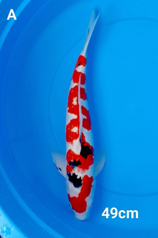 Lelang Koi Online, Jual Beli Ikan Koi, Pusat Jual Beli Koi, Info Lelang Koi Hari Ini, Platform Jual Beli Koi, Jual Beli Ikan Koi Online, Marketplace Ikan Koi, Jual Koi Terbaik, Tempat Beli Koi Berkualitas, Pasar Ikan Koi Online Terpercaya, Penjual Ikan Koi Terpercaya, Beli Koi Hias Online, Ikan Koi untuk Dijual, Koi Kualitas Terbaik, Toko Online Ikan Koi, Koi Hias Untuk Dijual, Jual Beli Ikan Koi Lokal, Koi Indonesia Online, Pusat Jual Beli Koi Terbesar