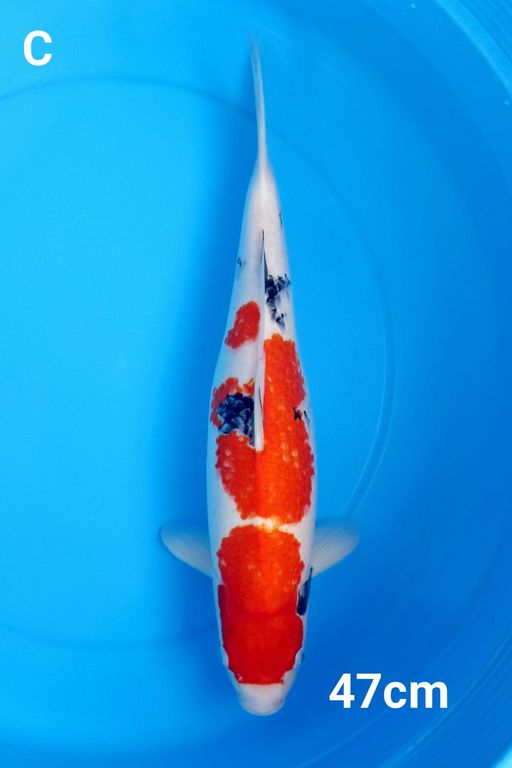 Lelang Koi Online, Jual Beli Ikan Koi, Pusat Jual Beli Koi, Info Lelang Koi Hari Ini, Platform Jual Beli Koi, Jual Beli Ikan Koi Online, Marketplace Ikan Koi, Jual Koi Terbaik, Tempat Beli Koi Berkualitas, Pasar Ikan Koi Online Terpercaya, Penjual Ikan Koi Terpercaya, Beli Koi Hias Online, Ikan Koi untuk Dijual, Koi Kualitas Terbaik, Toko Online Ikan Koi, Koi Hias Untuk Dijual, Jual Beli Ikan Koi Lokal, Koi Indonesia Online, Pusat Jual Beli Koi Terbesar
