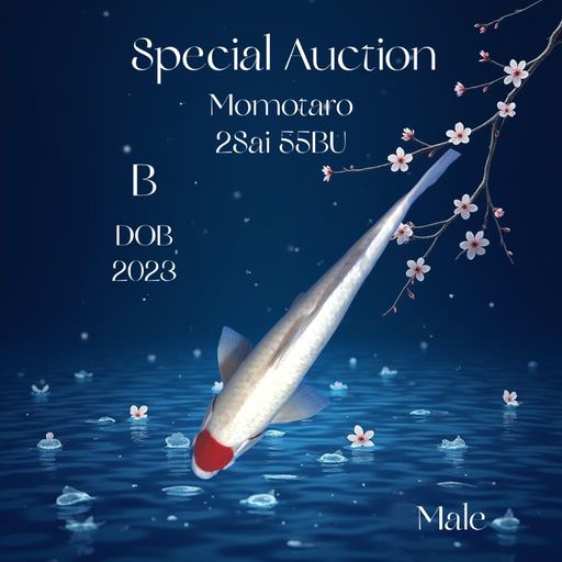 Lelang Koi Online, Jual Beli Ikan Koi, Pusat Jual Beli Koi, Info Lelang Koi Hari Ini, Platform Jual Beli Koi, Jual Beli Ikan Koi Online, Marketplace Ikan Koi, Jual Koi Terbaik, Tempat Beli Koi Berkualitas, Pasar Ikan Koi Online Terpercaya, Penjual Ikan Koi Terpercaya, Beli Koi Hias Online, Ikan Koi untuk Dijual, Koi Kualitas Terbaik, Toko Online Ikan Koi, Koi Hias Untuk Dijual, Jual Beli Ikan Koi Lokal, Koi Indonesia Online, Pusat Jual Beli Koi Terbesar