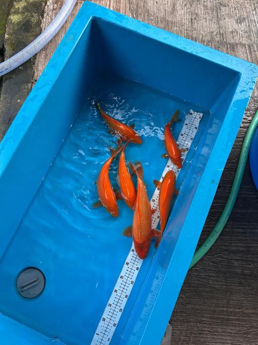 Lelang Koi Online, Jual Beli Ikan Koi, Pusat Jual Beli Koi, Info Lelang Koi Hari Ini, Platform Jual Beli Koi, Jual Beli Ikan Koi Online, Marketplace Ikan Koi, Jual Koi Terbaik, Tempat Beli Koi Berkualitas, Pasar Ikan Koi Online Terpercaya, Penjual Ikan Koi Terpercaya, Beli Koi Hias Online, Ikan Koi untuk Dijual, Koi Kualitas Terbaik, Toko Online Ikan Koi, Koi Hias Untuk Dijual, Jual Beli Ikan Koi Lokal, Koi Indonesia Online, Pusat Jual Beli Koi Terbesar