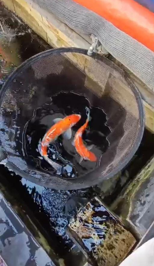 Lelang Koi Online, Jual Beli Ikan Koi, Pusat Jual Beli Koi, Info Lelang Koi Hari Ini, Platform Jual Beli Koi, Jual Beli Ikan Koi Online, Marketplace Ikan Koi, Jual Koi Terbaik, Tempat Beli Koi Berkualitas, Pasar Ikan Koi Online Terpercaya, Penjual Ikan Koi Terpercaya, Beli Koi Hias Online, Ikan Koi untuk Dijual, Koi Kualitas Terbaik, Toko Online Ikan Koi, Koi Hias Untuk Dijual, Jual Beli Ikan Koi Lokal, Koi Indonesia Online, Pusat Jual Beli Koi Terbesar
