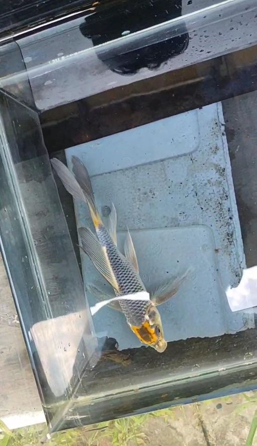 Lelang Koi Online, Jual Beli Ikan Koi, Pusat Jual Beli Koi, Info Lelang Koi Hari Ini, Platform Jual Beli Koi, Jual Beli Ikan Koi Online, Marketplace Ikan Koi, Jual Koi Terbaik, Tempat Beli Koi Berkualitas, Pasar Ikan Koi Online Terpercaya, Penjual Ikan Koi Terpercaya, Beli Koi Hias Online, Ikan Koi untuk Dijual, Koi Kualitas Terbaik, Toko Online Ikan Koi, Koi Hias Untuk Dijual, Jual Beli Ikan Koi Lokal, Koi Indonesia Online, Pusat Jual Beli Koi Terbesar