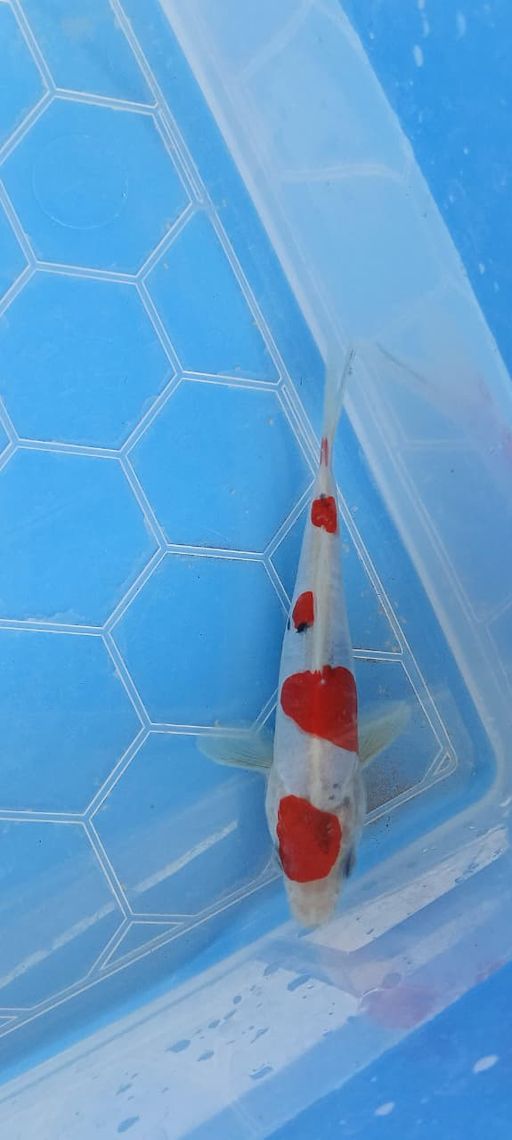 Lelang Koi Online, Jual Beli Ikan Koi, Pusat Jual Beli Koi, Info Lelang Koi Hari Ini, Platform Jual Beli Koi, Jual Beli Ikan Koi Online, Marketplace Ikan Koi, Jual Koi Terbaik, Tempat Beli Koi Berkualitas, Pasar Ikan Koi Online Terpercaya, Penjual Ikan Koi Terpercaya, Beli Koi Hias Online, Ikan Koi untuk Dijual, Koi Kualitas Terbaik, Toko Online Ikan Koi, Koi Hias Untuk Dijual, Jual Beli Ikan Koi Lokal, Koi Indonesia Online, Pusat Jual Beli Koi Terbesar
