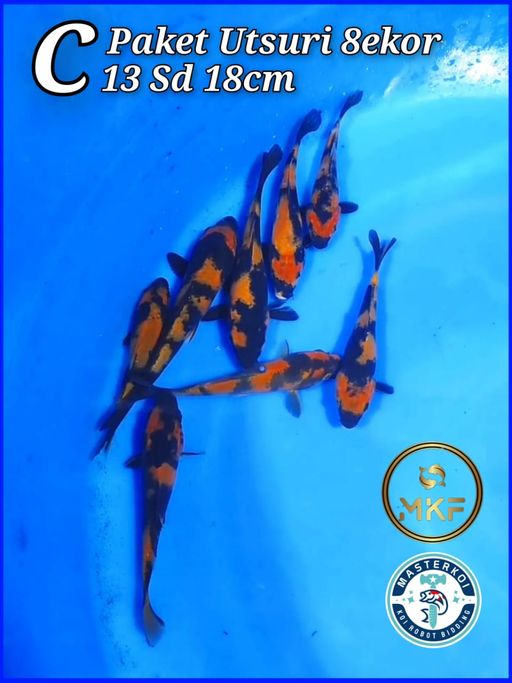 Lelang Koi Online, Jual Beli Ikan Koi, Pusat Jual Beli Koi, Info Lelang Koi Hari Ini, Platform Jual Beli Koi, Jual Beli Ikan Koi Online, Marketplace Ikan Koi, Jual Koi Terbaik, Tempat Beli Koi Berkualitas, Pasar Ikan Koi Online Terpercaya, Penjual Ikan Koi Terpercaya, Beli Koi Hias Online, Ikan Koi untuk Dijual, Koi Kualitas Terbaik, Toko Online Ikan Koi, Koi Hias Untuk Dijual, Jual Beli Ikan Koi Lokal, Koi Indonesia Online, Pusat Jual Beli Koi Terbesar