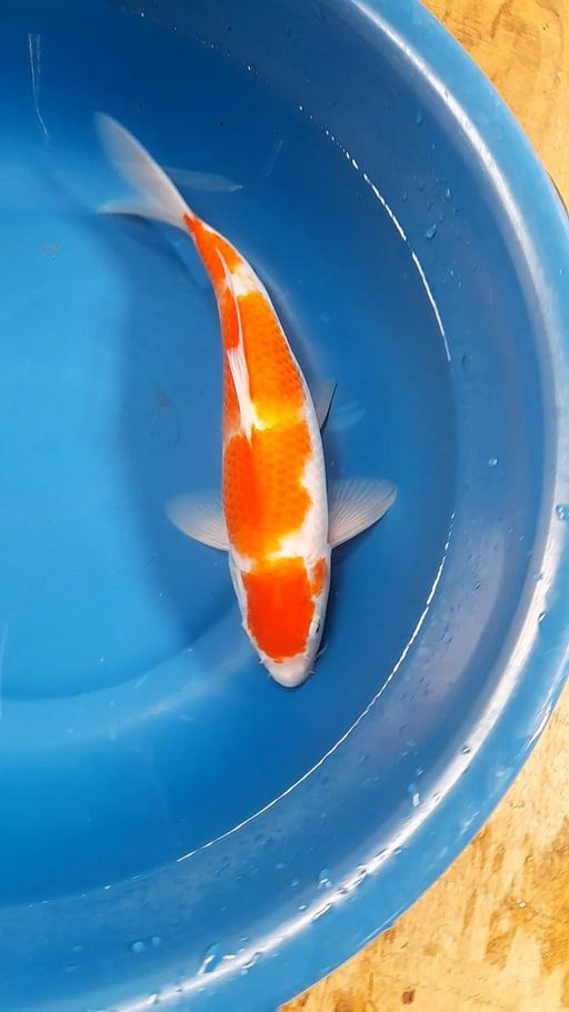 Lelang Koi Online, Jual Beli Ikan Koi, Pusat Jual Beli Koi, Info Lelang Koi Hari Ini, Platform Jual Beli Koi, Jual Beli Ikan Koi Online, Marketplace Ikan Koi, Jual Koi Terbaik, Tempat Beli Koi Berkualitas, Pasar Ikan Koi Online Terpercaya, Penjual Ikan Koi Terpercaya, Beli Koi Hias Online, Ikan Koi untuk Dijual, Koi Kualitas Terbaik, Toko Online Ikan Koi, Koi Hias Untuk Dijual, Jual Beli Ikan Koi Lokal, Koi Indonesia Online, Pusat Jual Beli Koi Terbesar