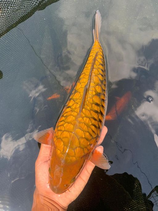 Lelang Koi Online, Jual Beli Ikan Koi, Pusat Jual Beli Koi, Info Lelang Koi Hari Ini, Platform Jual Beli Koi, Jual Beli Ikan Koi Online, Marketplace Ikan Koi, Jual Koi Terbaik, Tempat Beli Koi Berkualitas, Pasar Ikan Koi Online Terpercaya, Penjual Ikan Koi Terpercaya, Beli Koi Hias Online, Ikan Koi untuk Dijual, Koi Kualitas Terbaik, Toko Online Ikan Koi, Koi Hias Untuk Dijual, Jual Beli Ikan Koi Lokal, Koi Indonesia Online, Pusat Jual Beli Koi Terbesar
