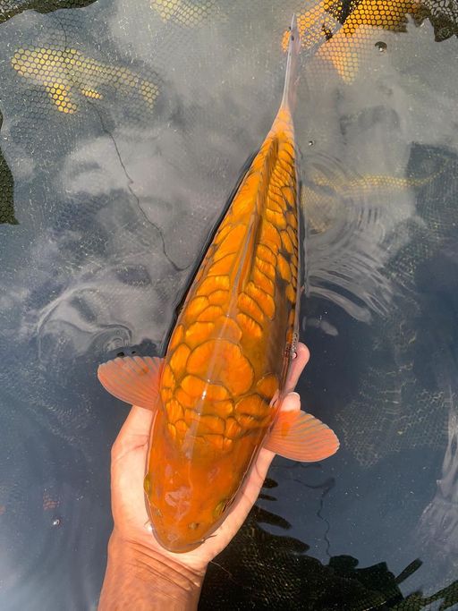 Lelang Koi Online, Jual Beli Ikan Koi, Pusat Jual Beli Koi, Info Lelang Koi Hari Ini, Platform Jual Beli Koi, Jual Beli Ikan Koi Online, Marketplace Ikan Koi, Jual Koi Terbaik, Tempat Beli Koi Berkualitas, Pasar Ikan Koi Online Terpercaya, Penjual Ikan Koi Terpercaya, Beli Koi Hias Online, Ikan Koi untuk Dijual, Koi Kualitas Terbaik, Toko Online Ikan Koi, Koi Hias Untuk Dijual, Jual Beli Ikan Koi Lokal, Koi Indonesia Online, Pusat Jual Beli Koi Terbesar
