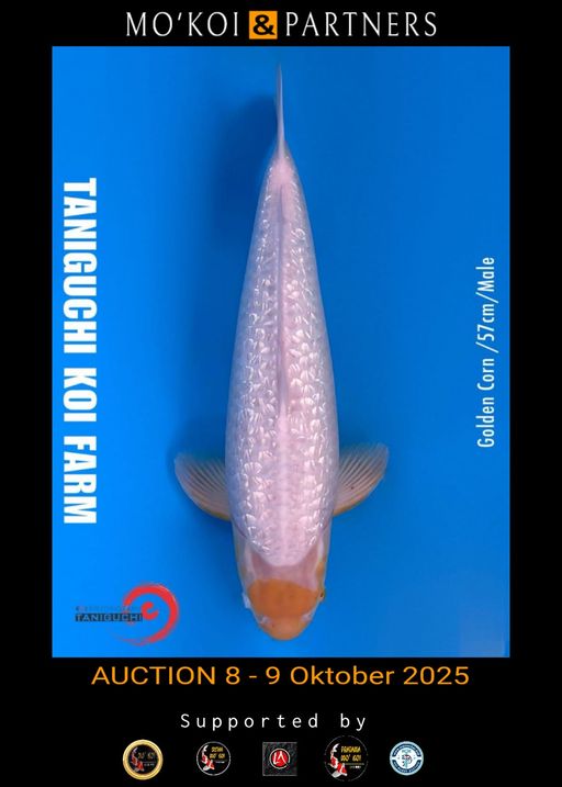 Lelang Koi Online, Jual Beli Ikan Koi, Pusat Jual Beli Koi, Info Lelang Koi Hari Ini, Platform Jual Beli Koi, Jual Beli Ikan Koi Online, Marketplace Ikan Koi, Jual Koi Terbaik, Tempat Beli Koi Berkualitas, Pasar Ikan Koi Online Terpercaya, Penjual Ikan Koi Terpercaya, Beli Koi Hias Online, Ikan Koi untuk Dijual, Koi Kualitas Terbaik, Toko Online Ikan Koi, Koi Hias Untuk Dijual, Jual Beli Ikan Koi Lokal, Koi Indonesia Online, Pusat Jual Beli Koi Terbesar
