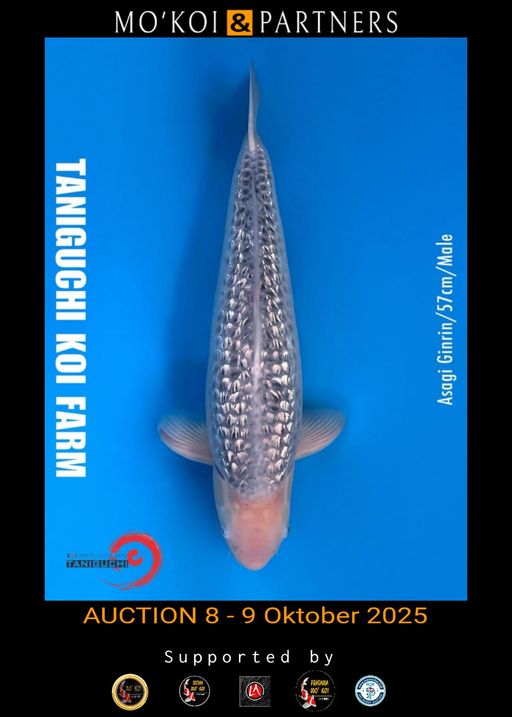 Lelang Koi Online, Jual Beli Ikan Koi, Pusat Jual Beli Koi, Info Lelang Koi Hari Ini, Platform Jual Beli Koi, Jual Beli Ikan Koi Online, Marketplace Ikan Koi, Jual Koi Terbaik, Tempat Beli Koi Berkualitas, Pasar Ikan Koi Online Terpercaya, Penjual Ikan Koi Terpercaya, Beli Koi Hias Online, Ikan Koi untuk Dijual, Koi Kualitas Terbaik, Toko Online Ikan Koi, Koi Hias Untuk Dijual, Jual Beli Ikan Koi Lokal, Koi Indonesia Online, Pusat Jual Beli Koi Terbesar