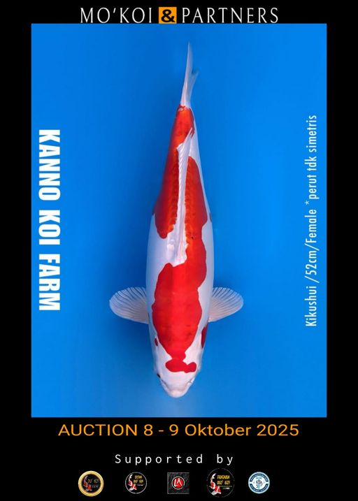 Lelang Koi Online, Jual Beli Ikan Koi, Pusat Jual Beli Koi, Info Lelang Koi Hari Ini, Platform Jual Beli Koi, Jual Beli Ikan Koi Online, Marketplace Ikan Koi, Jual Koi Terbaik, Tempat Beli Koi Berkualitas, Pasar Ikan Koi Online Terpercaya, Penjual Ikan Koi Terpercaya, Beli Koi Hias Online, Ikan Koi untuk Dijual, Koi Kualitas Terbaik, Toko Online Ikan Koi, Koi Hias Untuk Dijual, Jual Beli Ikan Koi Lokal, Koi Indonesia Online, Pusat Jual Beli Koi Terbesar