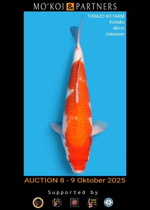 Lelang Koi Online, Jual Beli Ikan Koi, Pusat Jual Beli Koi, Info Lelang Koi Hari Ini, Platform Jual Beli Koi, Jual Beli Ikan Koi Online, Marketplace Ikan Koi, Jual Koi Terbaik, Tempat Beli Koi Berkualitas, Pasar Ikan Koi Online Terpercaya, Penjual Ikan Koi Terpercaya, Beli Koi Hias Online, Ikan Koi untuk Dijual, Koi Kualitas Terbaik, Toko Online Ikan Koi, Koi Hias Untuk Dijual, Jual Beli Ikan Koi Lokal, Koi Indonesia Online, Pusat Jual Beli Koi Terbesar