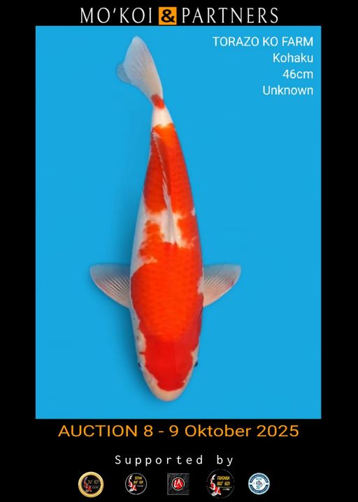 Lelang Koi Online, Jual Beli Ikan Koi, Pusat Jual Beli Koi, Info Lelang Koi Hari Ini, Platform Jual Beli Koi, Jual Beli Ikan Koi Online, Marketplace Ikan Koi, Jual Koi Terbaik, Tempat Beli Koi Berkualitas, Pasar Ikan Koi Online Terpercaya, Penjual Ikan Koi Terpercaya, Beli Koi Hias Online, Ikan Koi untuk Dijual, Koi Kualitas Terbaik, Toko Online Ikan Koi, Koi Hias Untuk Dijual, Jual Beli Ikan Koi Lokal, Koi Indonesia Online, Pusat Jual Beli Koi Terbesar
