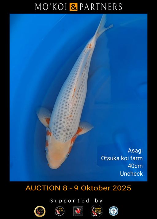 Lelang Koi Online, Jual Beli Ikan Koi, Pusat Jual Beli Koi, Info Lelang Koi Hari Ini, Platform Jual Beli Koi, Jual Beli Ikan Koi Online, Marketplace Ikan Koi, Jual Koi Terbaik, Tempat Beli Koi Berkualitas, Pasar Ikan Koi Online Terpercaya, Penjual Ikan Koi Terpercaya, Beli Koi Hias Online, Ikan Koi untuk Dijual, Koi Kualitas Terbaik, Toko Online Ikan Koi, Koi Hias Untuk Dijual, Jual Beli Ikan Koi Lokal, Koi Indonesia Online, Pusat Jual Beli Koi Terbesar