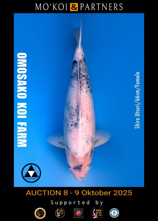 Lelang Koi Online, Jual Beli Ikan Koi, Pusat Jual Beli Koi, Info Lelang Koi Hari Ini, Platform Jual Beli Koi, Jual Beli Ikan Koi Online, Marketplace Ikan Koi, Jual Koi Terbaik, Tempat Beli Koi Berkualitas, Pasar Ikan Koi Online Terpercaya, Penjual Ikan Koi Terpercaya, Beli Koi Hias Online, Ikan Koi untuk Dijual, Koi Kualitas Terbaik, Toko Online Ikan Koi, Koi Hias Untuk Dijual, Jual Beli Ikan Koi Lokal, Koi Indonesia Online, Pusat Jual Beli Koi Terbesar