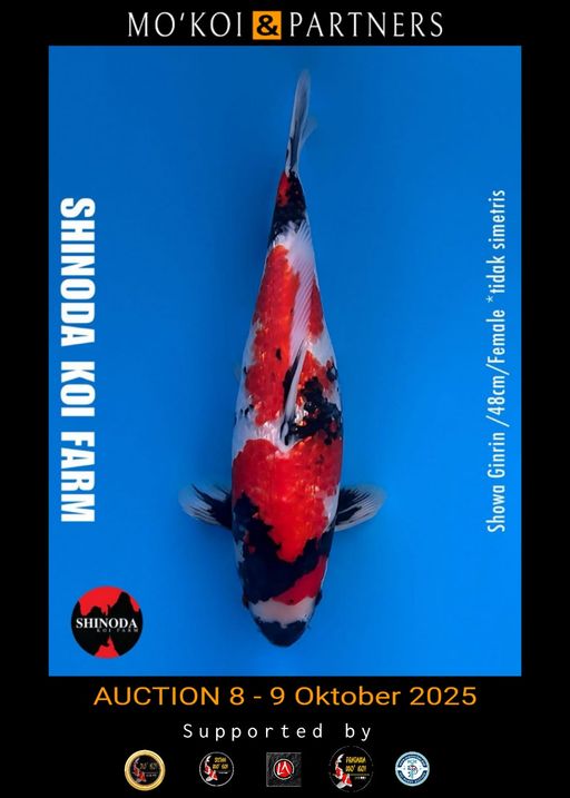 Lelang Koi Online, Jual Beli Ikan Koi, Pusat Jual Beli Koi, Info Lelang Koi Hari Ini, Platform Jual Beli Koi, Jual Beli Ikan Koi Online, Marketplace Ikan Koi, Jual Koi Terbaik, Tempat Beli Koi Berkualitas, Pasar Ikan Koi Online Terpercaya, Penjual Ikan Koi Terpercaya, Beli Koi Hias Online, Ikan Koi untuk Dijual, Koi Kualitas Terbaik, Toko Online Ikan Koi, Koi Hias Untuk Dijual, Jual Beli Ikan Koi Lokal, Koi Indonesia Online, Pusat Jual Beli Koi Terbesar