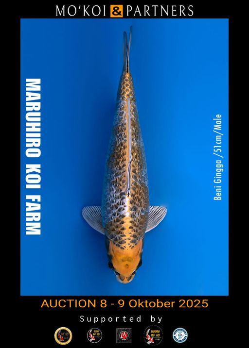 Lelang Koi Online, Jual Beli Ikan Koi, Pusat Jual Beli Koi, Info Lelang Koi Hari Ini, Platform Jual Beli Koi, Jual Beli Ikan Koi Online, Marketplace Ikan Koi, Jual Koi Terbaik, Tempat Beli Koi Berkualitas, Pasar Ikan Koi Online Terpercaya, Penjual Ikan Koi Terpercaya, Beli Koi Hias Online, Ikan Koi untuk Dijual, Koi Kualitas Terbaik, Toko Online Ikan Koi, Koi Hias Untuk Dijual, Jual Beli Ikan Koi Lokal, Koi Indonesia Online, Pusat Jual Beli Koi Terbesar