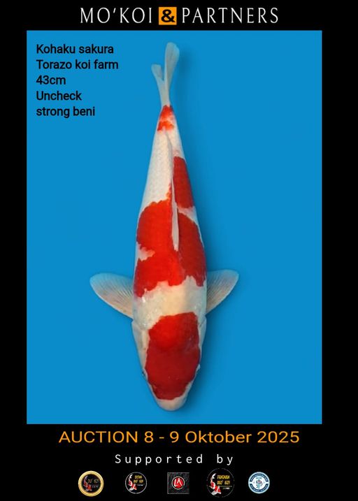 Lelang Koi Online, Jual Beli Ikan Koi, Pusat Jual Beli Koi, Info Lelang Koi Hari Ini, Platform Jual Beli Koi, Jual Beli Ikan Koi Online, Marketplace Ikan Koi, Jual Koi Terbaik, Tempat Beli Koi Berkualitas, Pasar Ikan Koi Online Terpercaya, Penjual Ikan Koi Terpercaya, Beli Koi Hias Online, Ikan Koi untuk Dijual, Koi Kualitas Terbaik, Toko Online Ikan Koi, Koi Hias Untuk Dijual, Jual Beli Ikan Koi Lokal, Koi Indonesia Online, Pusat Jual Beli Koi Terbesar