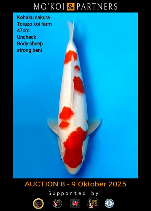 Lelang Koi Online, Jual Beli Ikan Koi, Pusat Jual Beli Koi, Info Lelang Koi Hari Ini, Platform Jual Beli Koi, Jual Beli Ikan Koi Online, Marketplace Ikan Koi, Jual Koi Terbaik, Tempat Beli Koi Berkualitas, Pasar Ikan Koi Online Terpercaya, Penjual Ikan Koi Terpercaya, Beli Koi Hias Online, Ikan Koi untuk Dijual, Koi Kualitas Terbaik, Toko Online Ikan Koi, Koi Hias Untuk Dijual, Jual Beli Ikan Koi Lokal, Koi Indonesia Online, Pusat Jual Beli Koi Terbesar