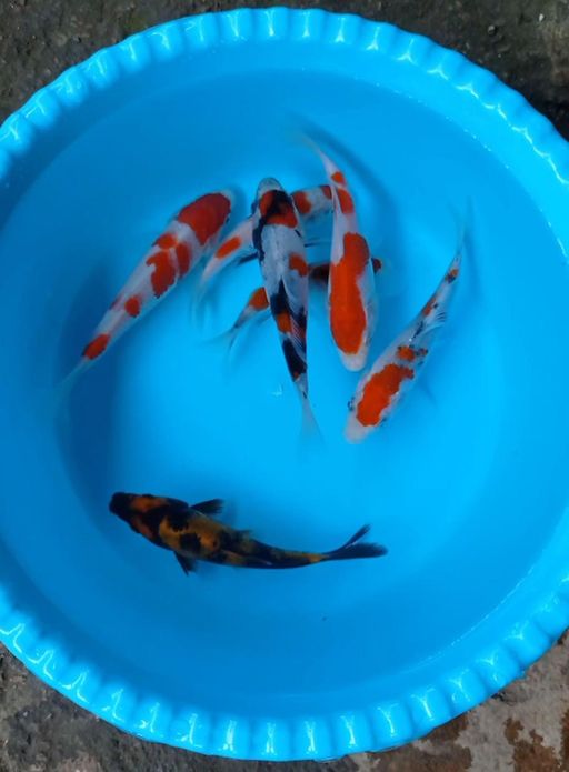 Lelang Koi Online, Jual Beli Ikan Koi, Pusat Jual Beli Koi, Info Lelang Koi Hari Ini, Platform Jual Beli Koi, Jual Beli Ikan Koi Online, Marketplace Ikan Koi, Jual Koi Terbaik, Tempat Beli Koi Berkualitas, Pasar Ikan Koi Online Terpercaya, Penjual Ikan Koi Terpercaya, Beli Koi Hias Online, Ikan Koi untuk Dijual, Koi Kualitas Terbaik, Toko Online Ikan Koi, Koi Hias Untuk Dijual, Jual Beli Ikan Koi Lokal, Koi Indonesia Online, Pusat Jual Beli Koi Terbesar