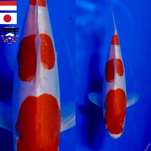 Lelang Koi Online, Jual Beli Ikan Koi, Pusat Jual Beli Koi, Info Lelang Koi Hari Ini, Platform Jual Beli Koi, Jual Beli Ikan Koi Online, Marketplace Ikan Koi, Jual Koi Terbaik, Tempat Beli Koi Berkualitas, Pasar Ikan Koi Online Terpercaya, Penjual Ikan Koi Terpercaya, Beli Koi Hias Online, Ikan Koi untuk Dijual, Koi Kualitas Terbaik, Toko Online Ikan Koi, Koi Hias Untuk Dijual, Jual Beli Ikan Koi Lokal, Koi Indonesia Online, Pusat Jual Beli Koi Terbesar