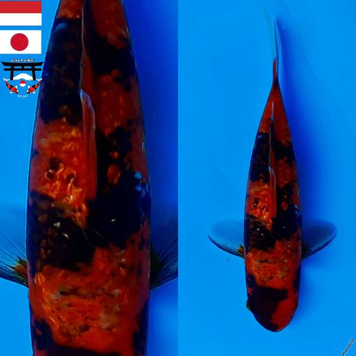 Lelang Koi Online, Jual Beli Ikan Koi, Pusat Jual Beli Koi, Info Lelang Koi Hari Ini, Platform Jual Beli Koi, Jual Beli Ikan Koi Online, Marketplace Ikan Koi, Jual Koi Terbaik, Tempat Beli Koi Berkualitas, Pasar Ikan Koi Online Terpercaya, Penjual Ikan Koi Terpercaya, Beli Koi Hias Online, Ikan Koi untuk Dijual, Koi Kualitas Terbaik, Toko Online Ikan Koi, Koi Hias Untuk Dijual, Jual Beli Ikan Koi Lokal, Koi Indonesia Online, Pusat Jual Beli Koi Terbesar