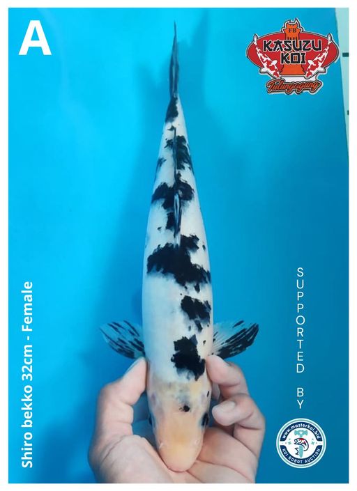 Lelang Koi Online, Jual Beli Ikan Koi, Pusat Jual Beli Koi, Info Lelang Koi Hari Ini, Platform Jual Beli Koi, Jual Beli Ikan Koi Online, Marketplace Ikan Koi, Jual Koi Terbaik, Tempat Beli Koi Berkualitas, Pasar Ikan Koi Online Terpercaya, Penjual Ikan Koi Terpercaya, Beli Koi Hias Online, Ikan Koi untuk Dijual, Koi Kualitas Terbaik, Toko Online Ikan Koi, Koi Hias Untuk Dijual, Jual Beli Ikan Koi Lokal, Koi Indonesia Online, Pusat Jual Beli Koi Terbesar