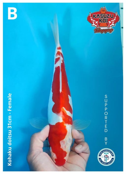 Lelang Koi Online, Jual Beli Ikan Koi, Pusat Jual Beli Koi, Info Lelang Koi Hari Ini, Platform Jual Beli Koi, Jual Beli Ikan Koi Online, Marketplace Ikan Koi, Jual Koi Terbaik, Tempat Beli Koi Berkualitas, Pasar Ikan Koi Online Terpercaya, Penjual Ikan Koi Terpercaya, Beli Koi Hias Online, Ikan Koi untuk Dijual, Koi Kualitas Terbaik, Toko Online Ikan Koi, Koi Hias Untuk Dijual, Jual Beli Ikan Koi Lokal, Koi Indonesia Online, Pusat Jual Beli Koi Terbesar